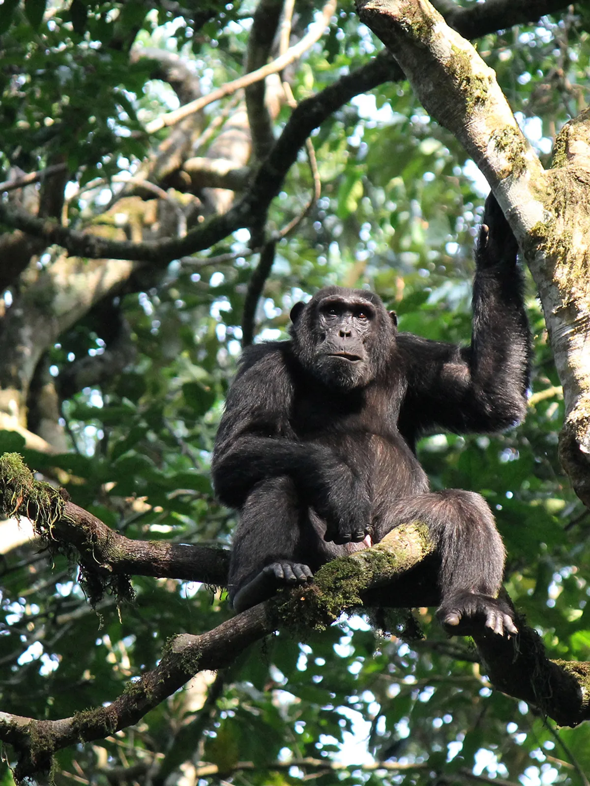 Kibale Nemzeti Park – csimpánz túra – Bigodi Természetvédelmi Terület – kávéültetvény és falulátogatás
