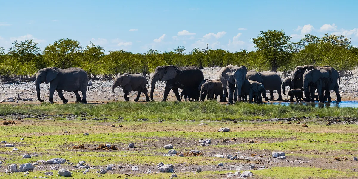 Gweta – Kasane – Chobe Nemzeti Park
