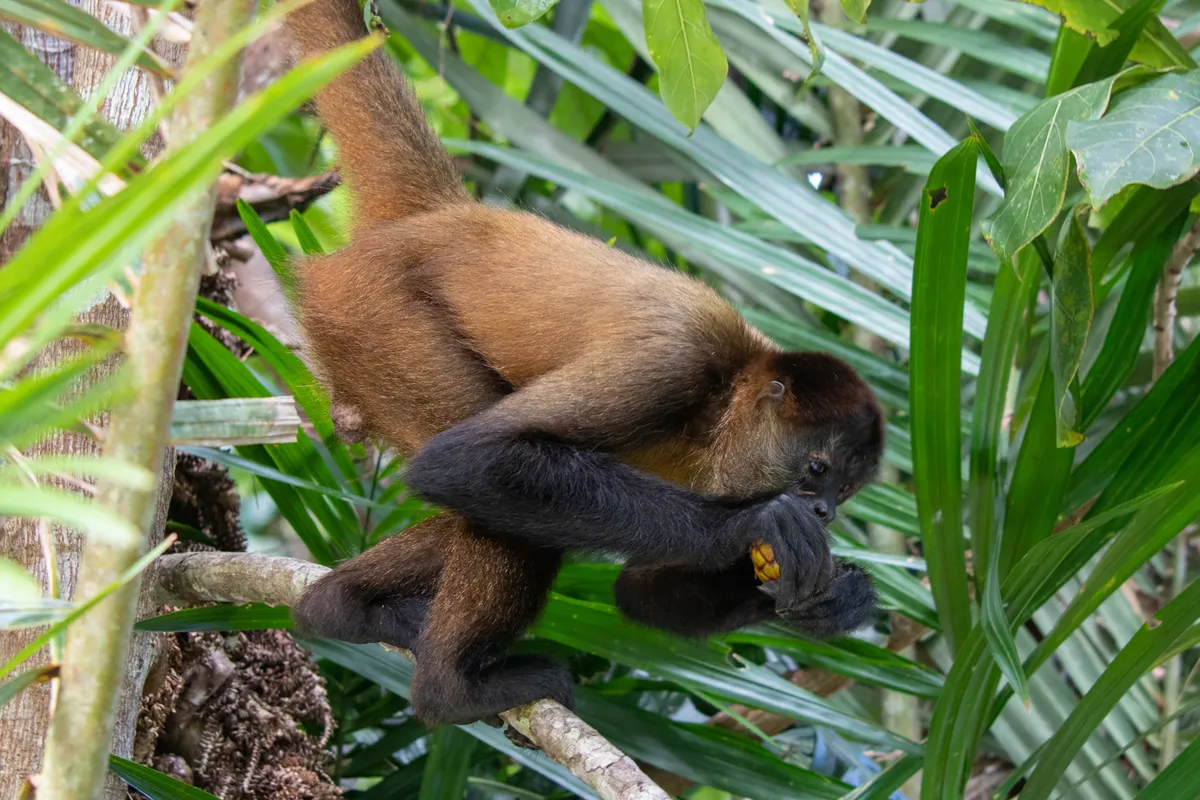 Corcovado Nemzeti Park – gyalog- és csónaktúra – lovastúra – éjszakai esőerdei túra