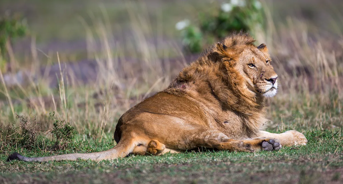 Kruger Nemzeti Park – vadles