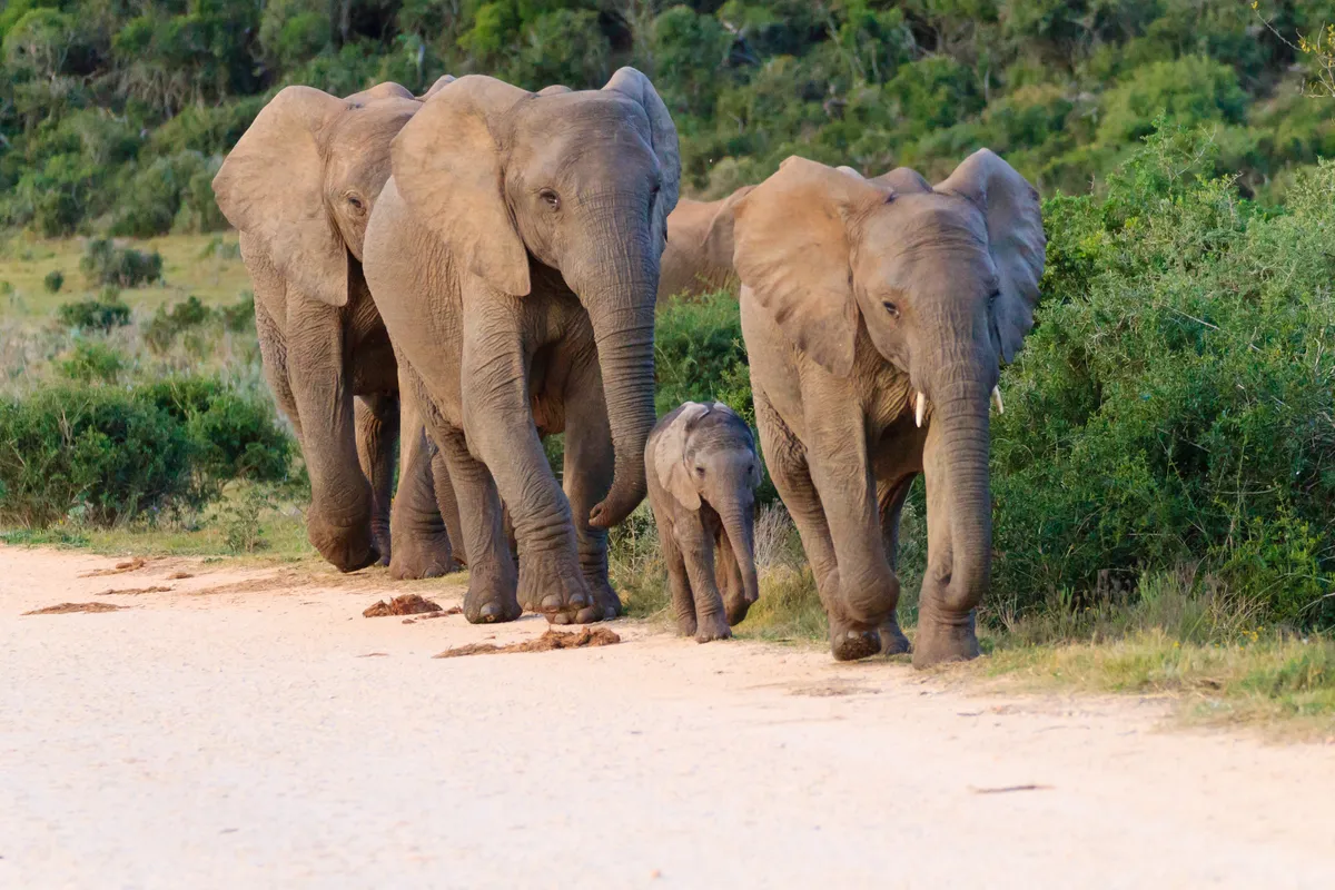 Plettengerg-öböl – Addo Elefánt Nemzeti Park