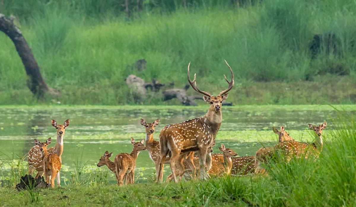 Katmandu – Chitwan Nemzeti Park