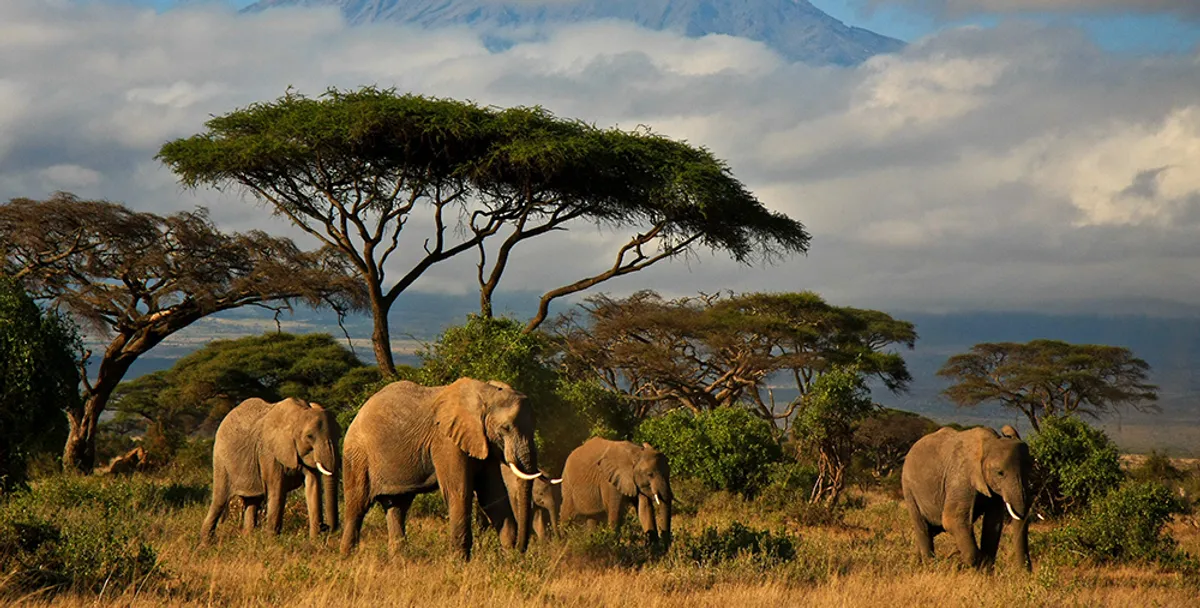 Amboseli Nemzeti Vadrezervátum – vadles
