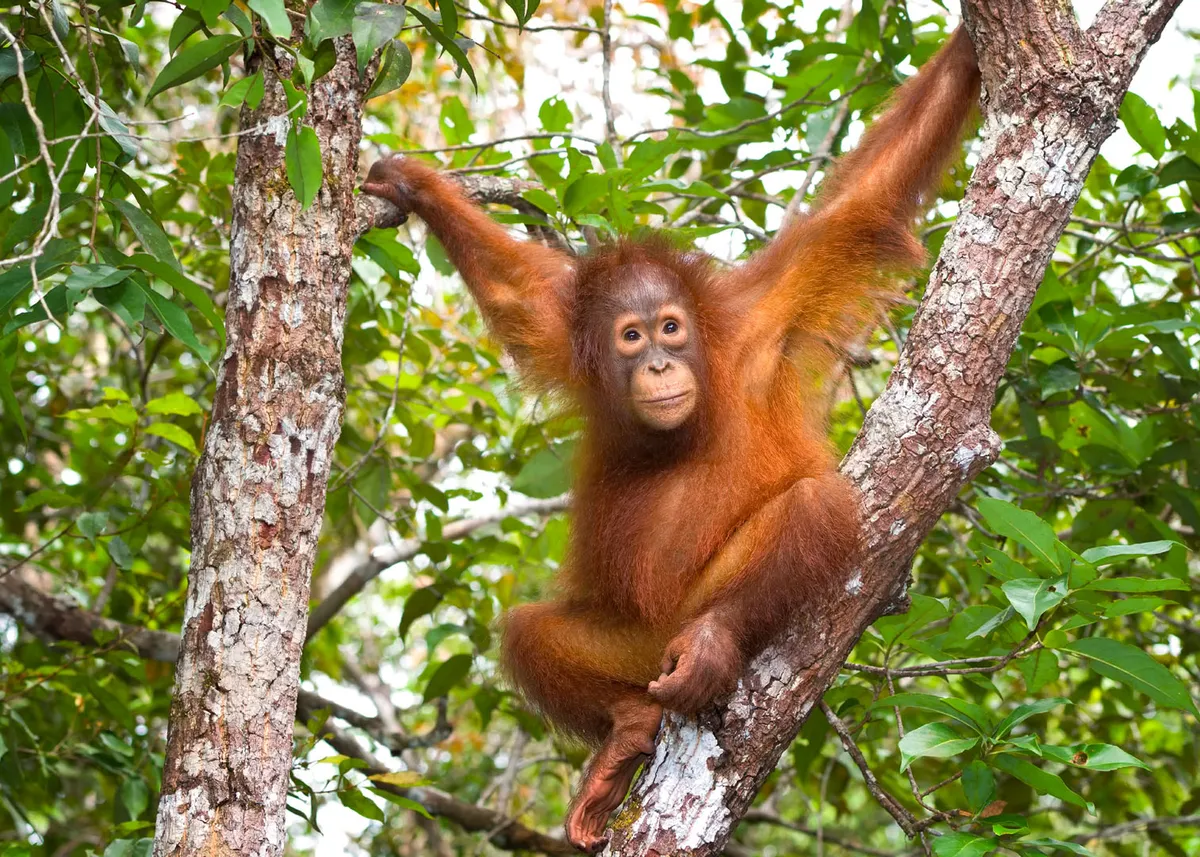Borneó: Tanjung Puting Nemzeti Park