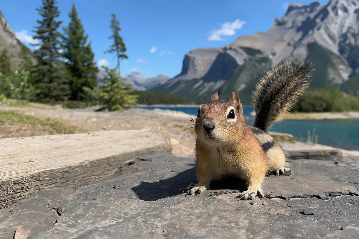 Banff – Calgary