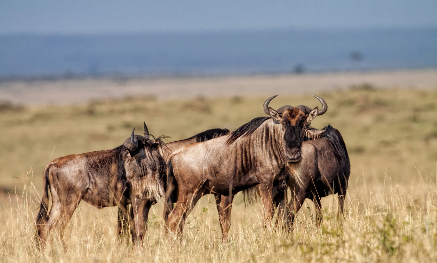 Tanzánia – terepjárós szafari