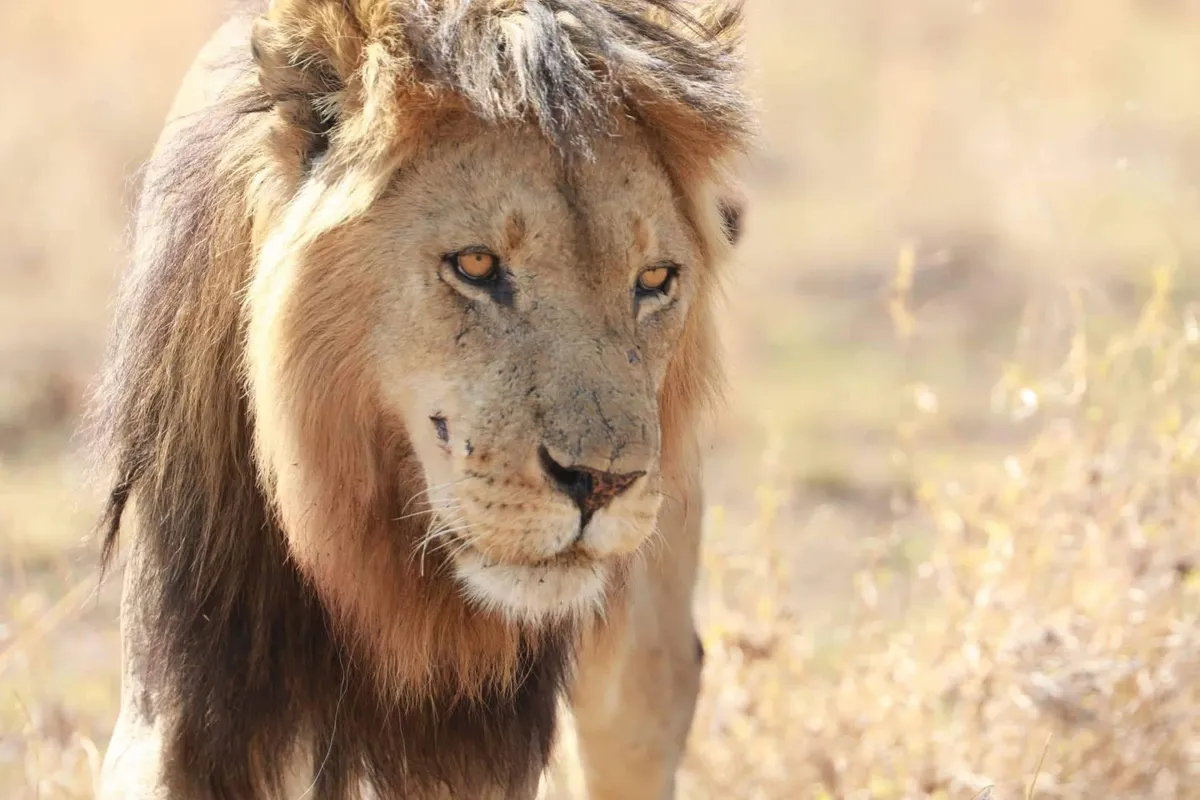 Nairobi – Naivasha-tó – Elsamere Vadvédelmi Központ – Nakuru Nemzeti Park