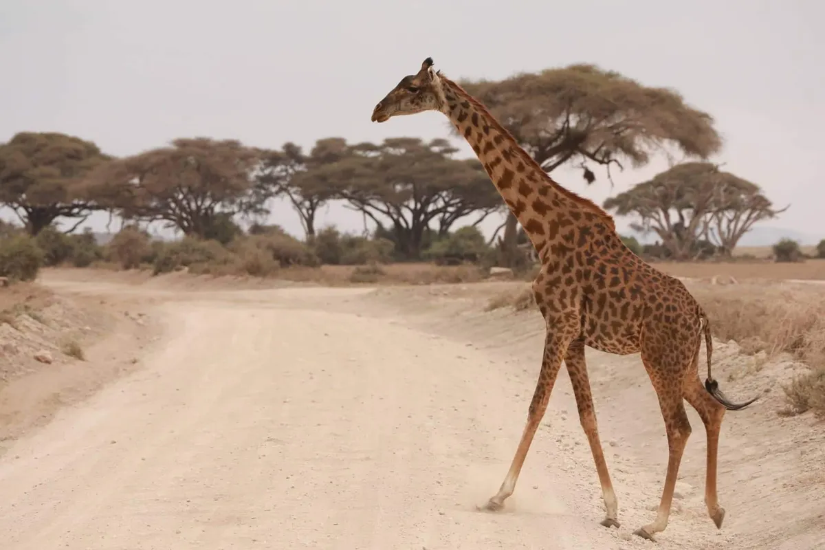 Nairobi – Amboseli Nemzeti Rezervátum – vadles