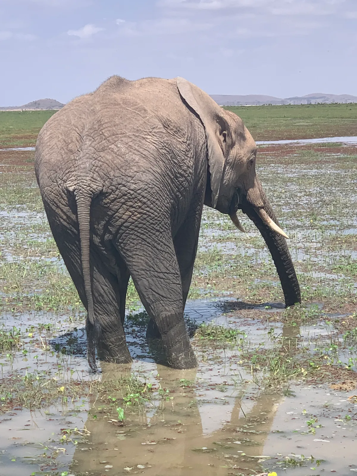 Nairobi – hazautazás