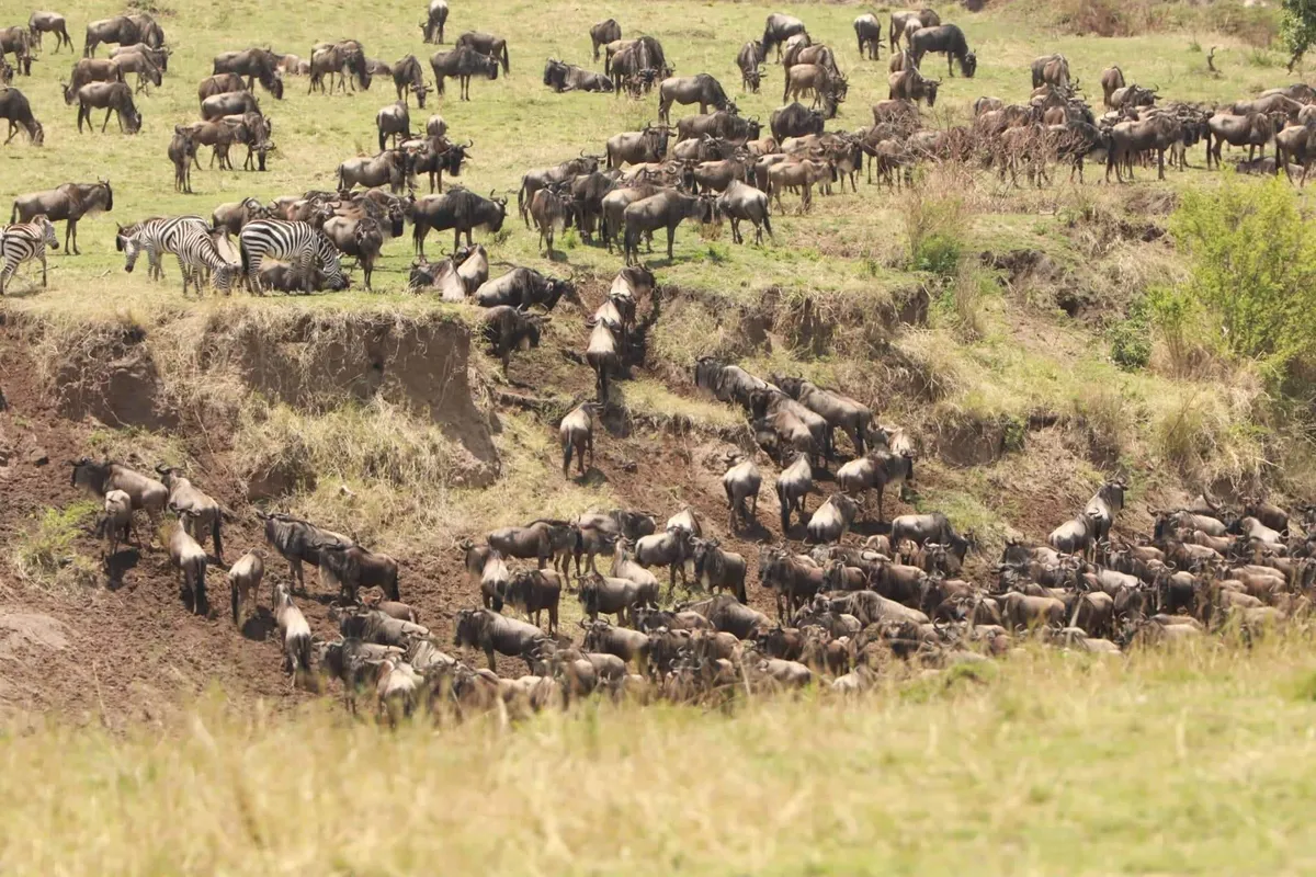 Maasai Mara Vadrezervátum – Mara-folyó – nagy állatvándorlás – vadles – hőlégballonozás