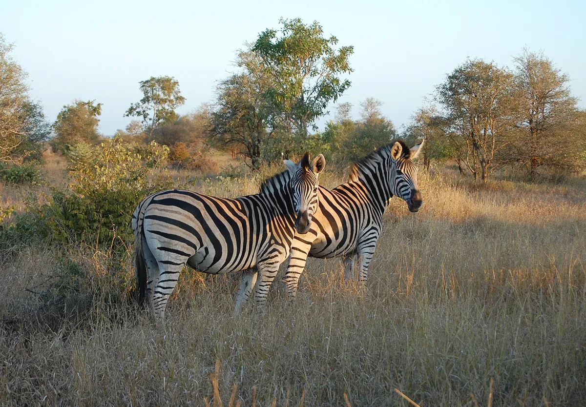 Kruger Nemzeti Park –  Fokváros