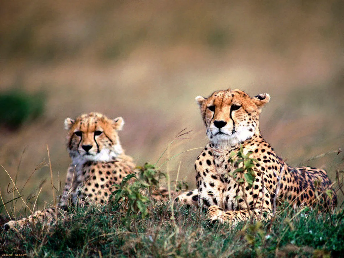 Maasai Mara Vadrezervátum – vadles – maszáj falu – hőlégballonozás