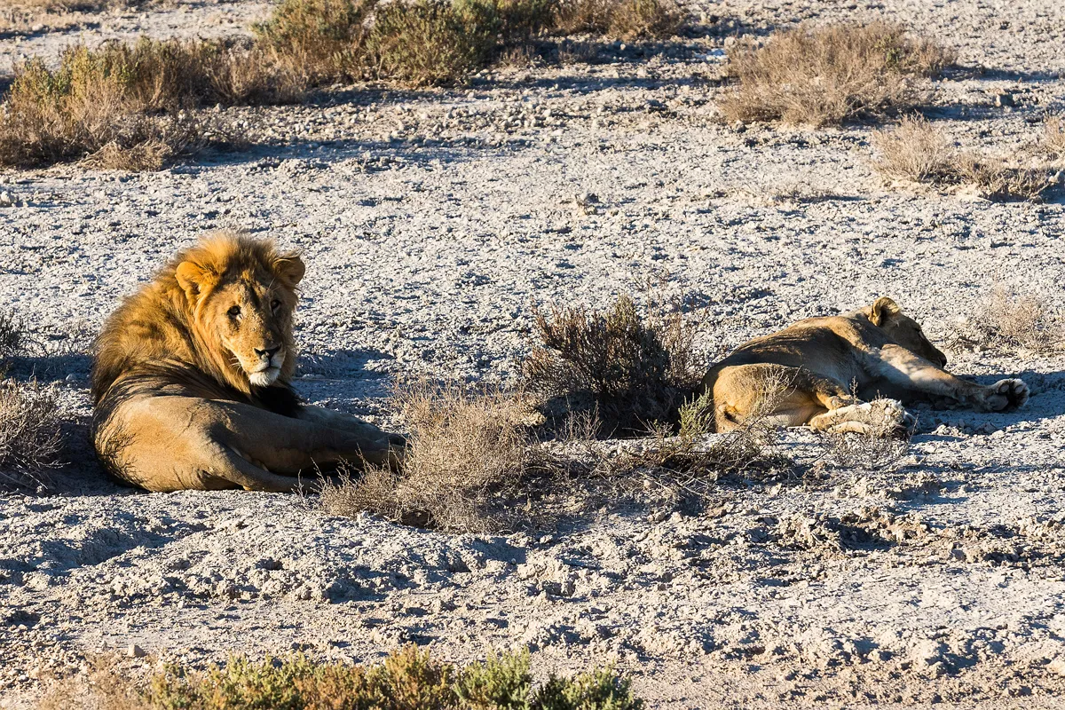 Etosha Nemzeti Park – Namutoni tábor – terepjárós vadles