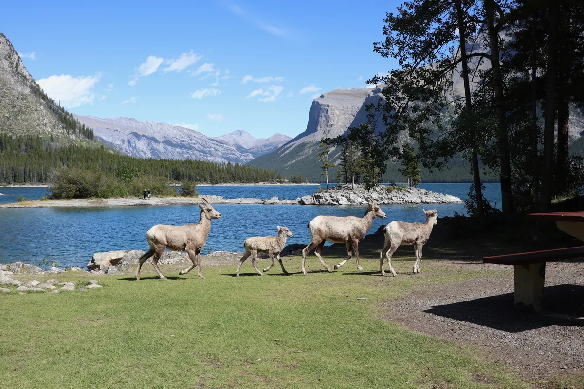 Banff Nemzeti Park – Minnewanka-tó – Bourgeau-tó - Harvey-hágó