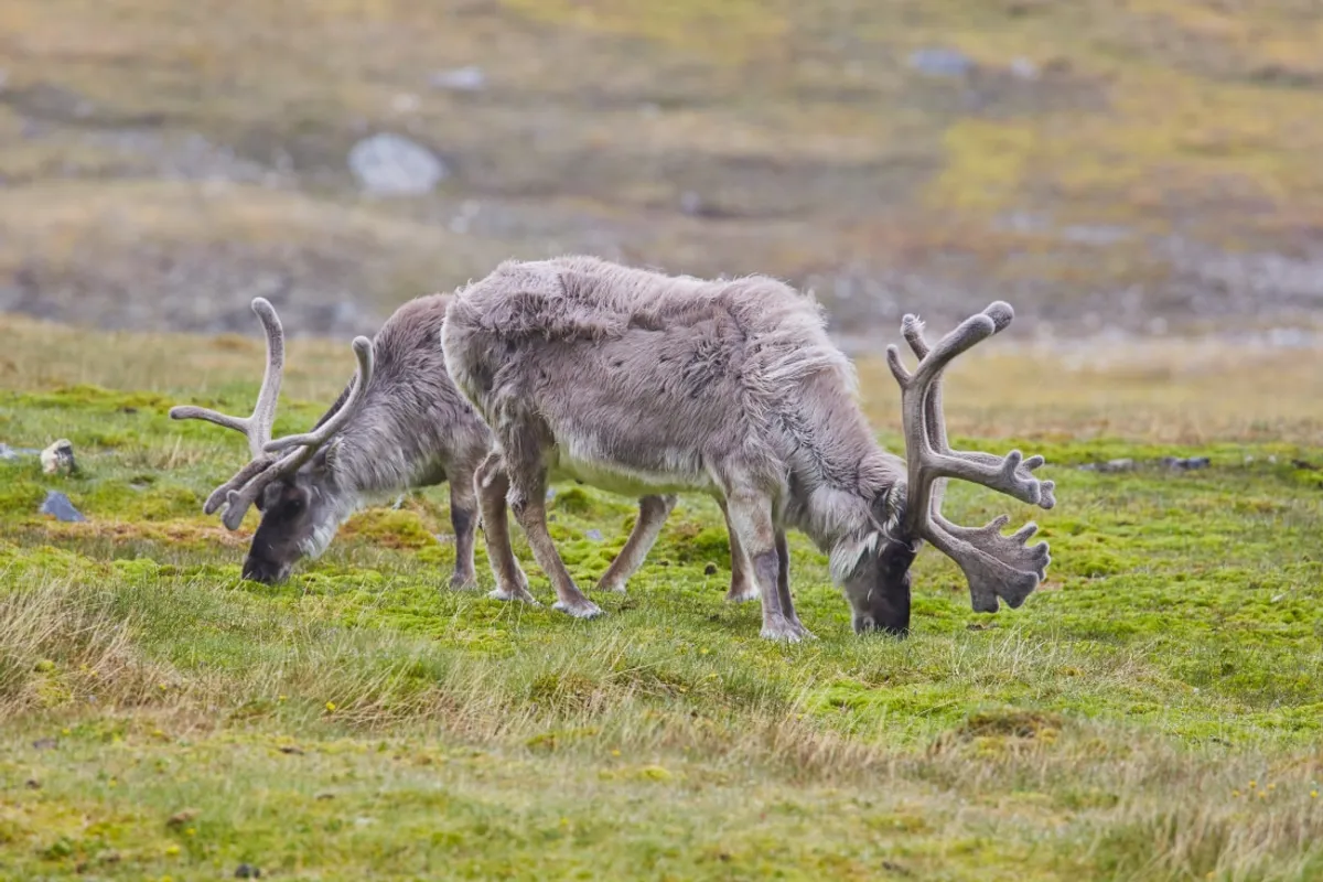 Forlandsundet vagy St. Johns Fjord – Longyearbyen