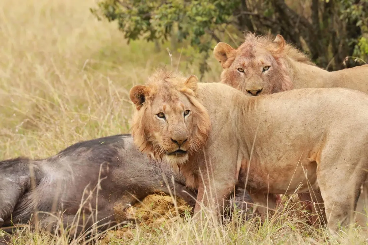 Maasai Mara Vadrezervátum – Nakuru Nemzeti Park – vadles