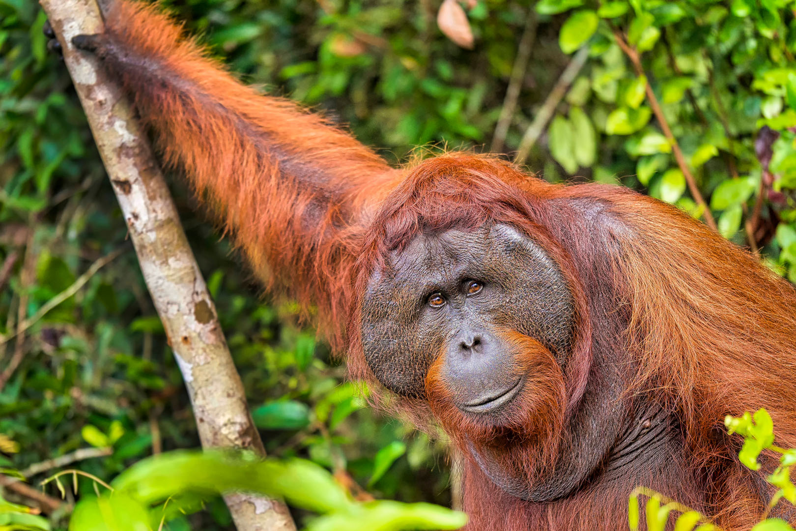 Indonézia – Szumátra, Borneo, Celebesz kalandtúra