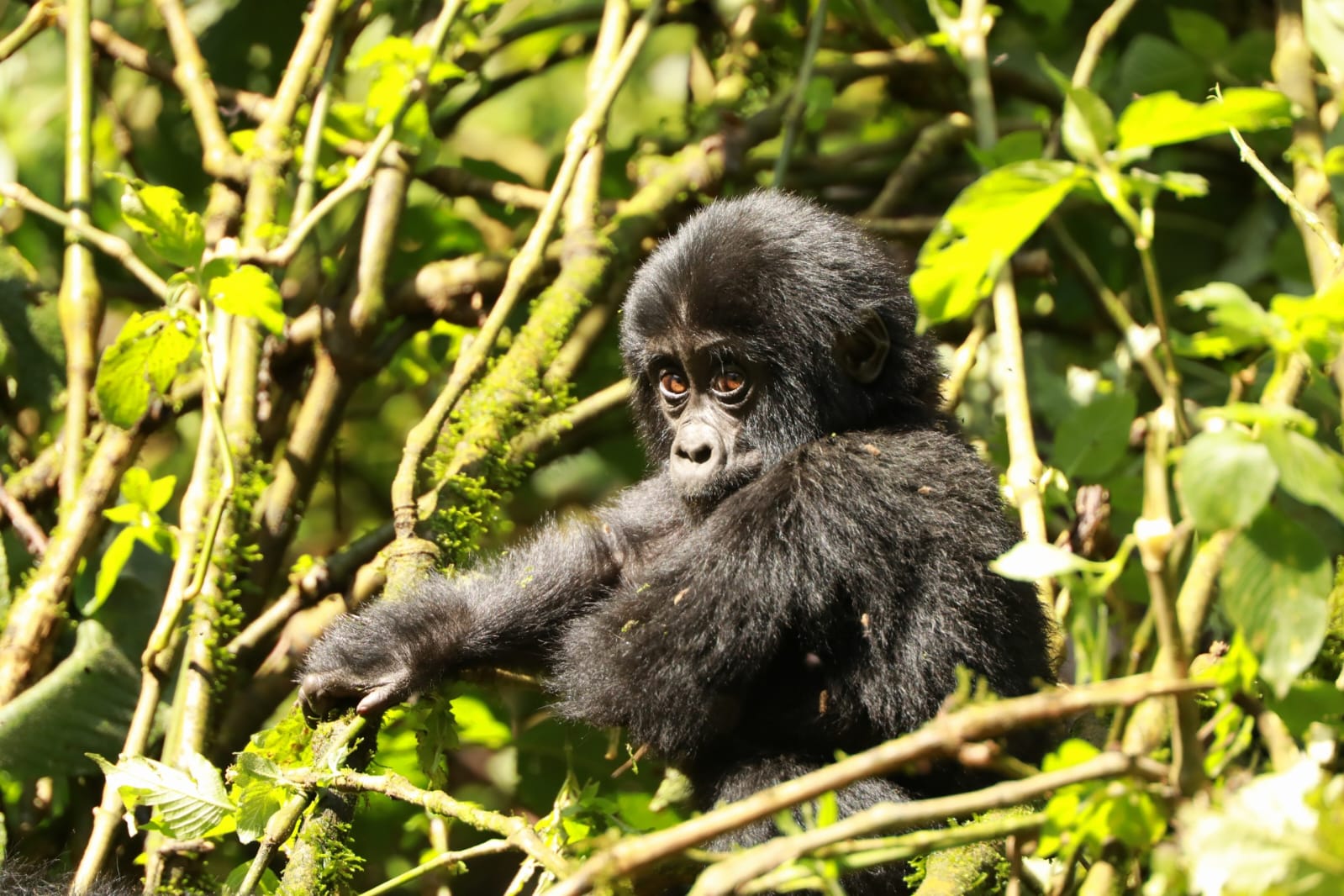 Uganda, Kenya terepjárós kalandtúra – Hegyi gorillák és a nagy állatvándorlás a Mara-folyón 