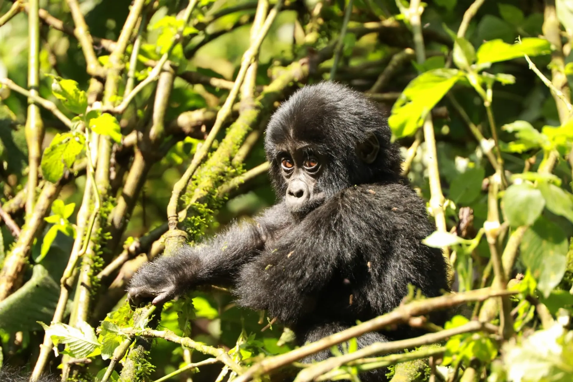 Uganda, Kenya terepjárós kalandtúra – Hegyi gorillák és a nagy állatvándorlás a Mara-folyón 