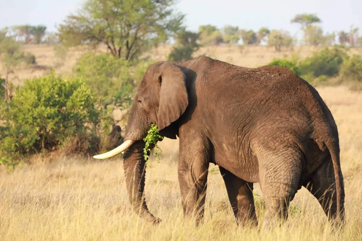 Amboseli Nemzeti Rezervátum – vadles