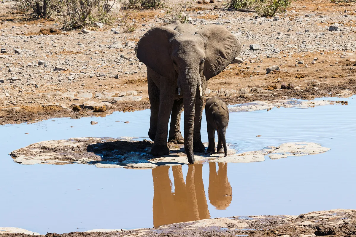 Chobe Nemzeti Park terepjárós vadles – Elephant Sands