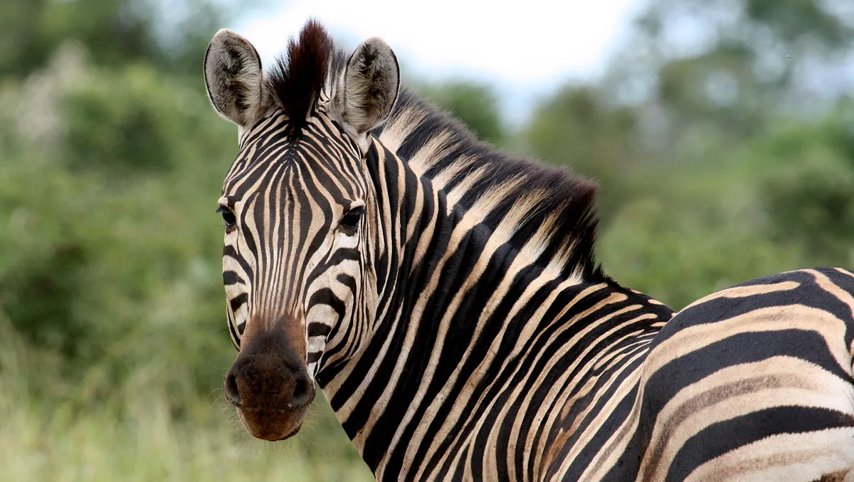 Kruger Nemzeti Park – vadles