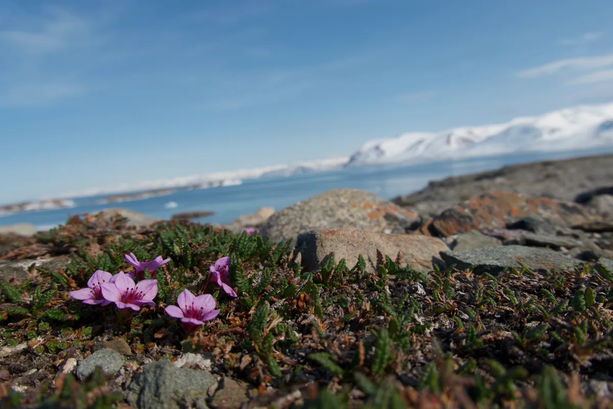 Longyearbyen – kikötés – hazautazás