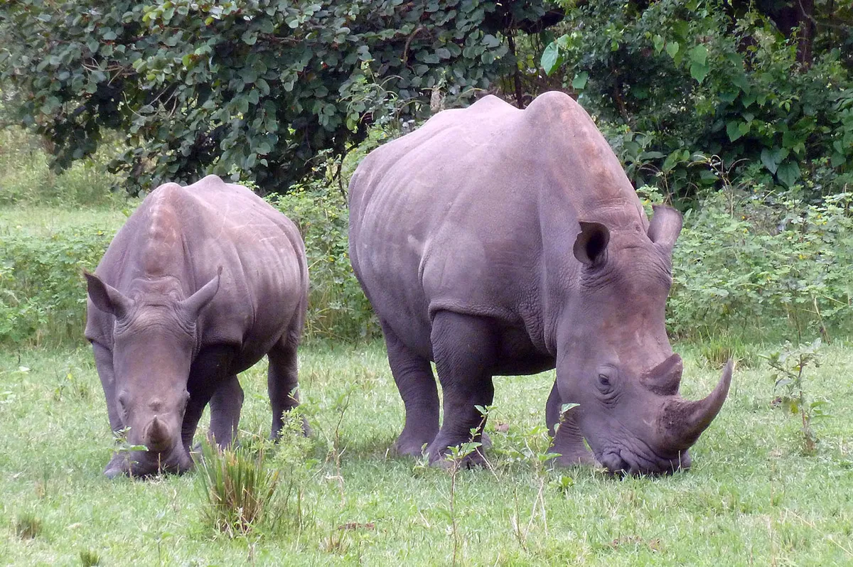 Entebbe – Ziwa Orrszarvú Otthon – Murchison Falls Nemzeti Park