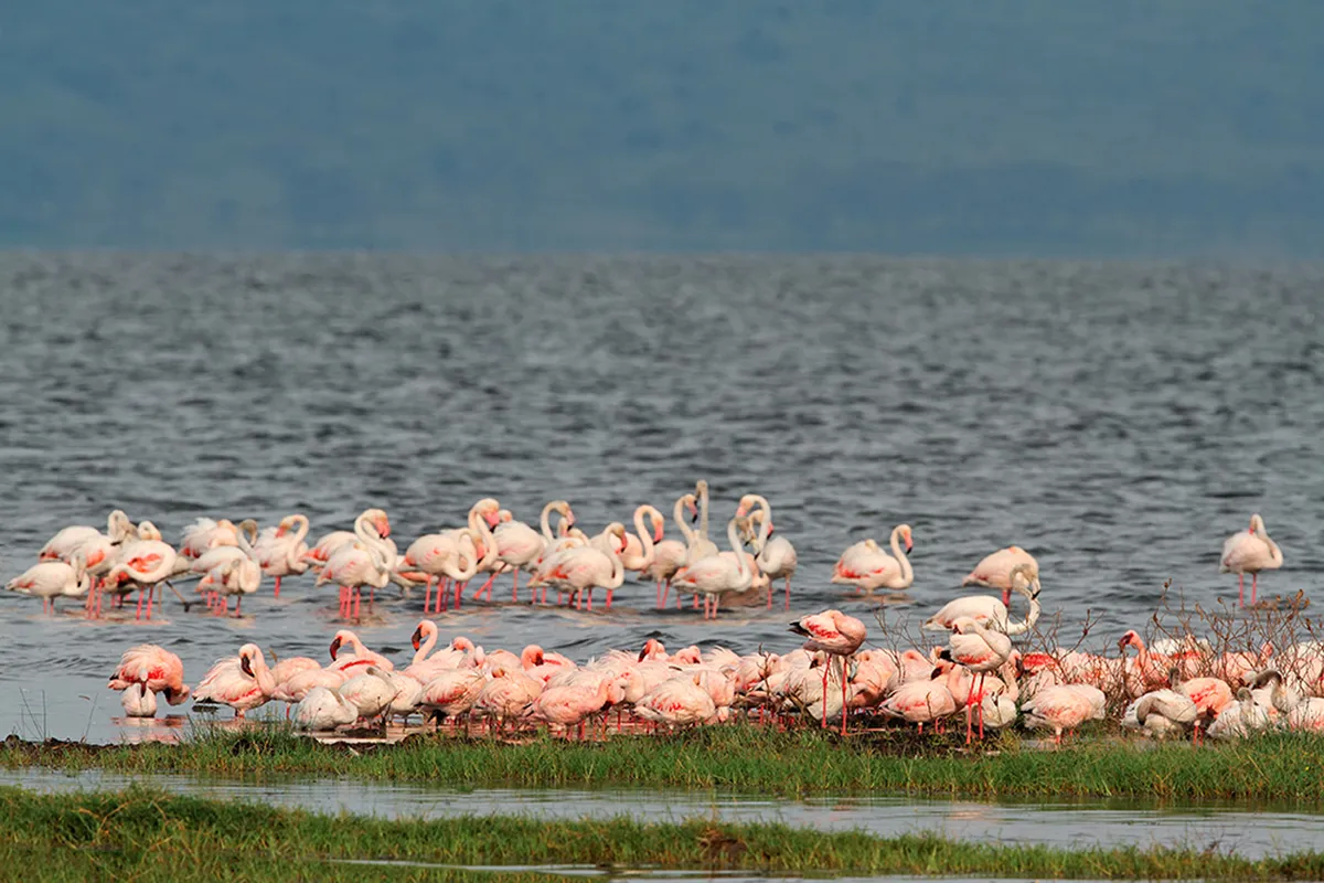 Nakuru Nemzeti Park – vadles – Maasai Mara Vadrezervátum