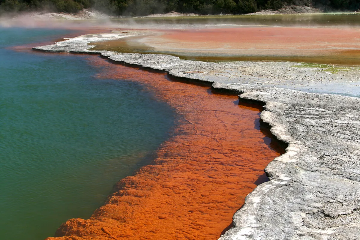Rotorua-tó – Wai-O-Tapu gejzírmező – mamutfenyő-erdő – lombkorona túra