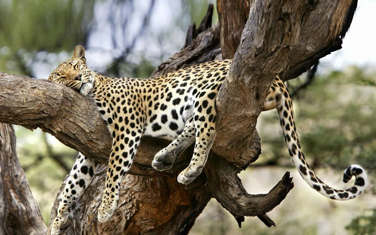 Maasai Mara vadrezervátum – vadles – maszáj falu