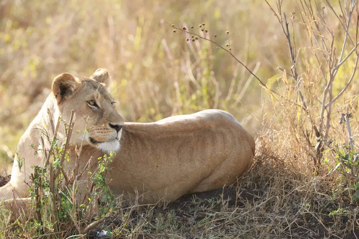 Maasai Mara Vadrezervátum  – vadles – Nairobi