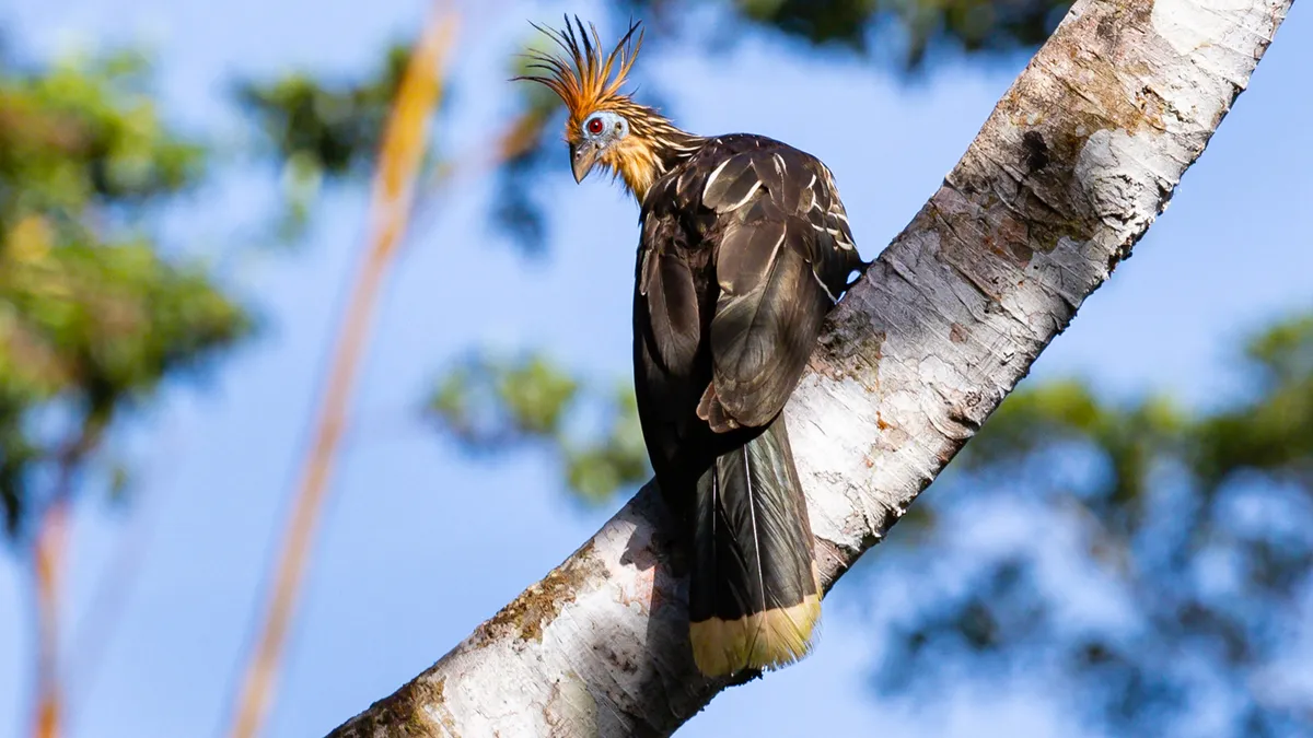 Amazónia: Yasuní Nemzeti Park – esőerdei túrák
