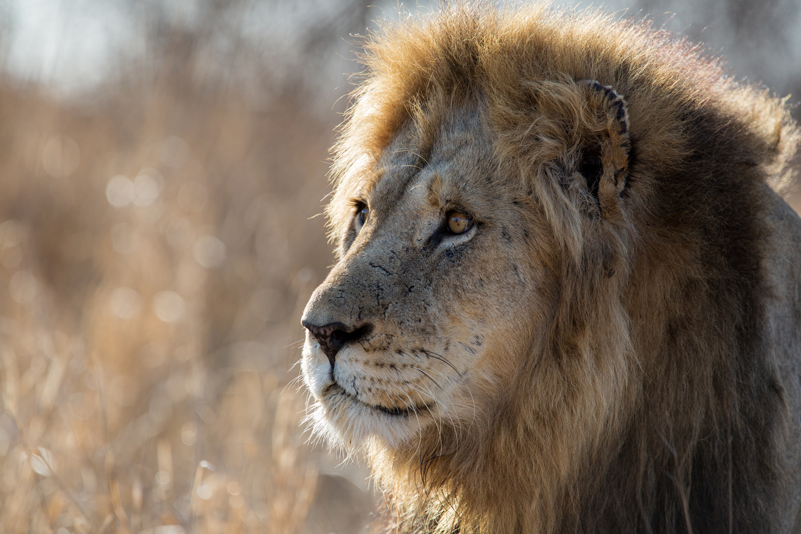Dél-afrikai Köztársaság – terepjárós kalandtúra és szafari