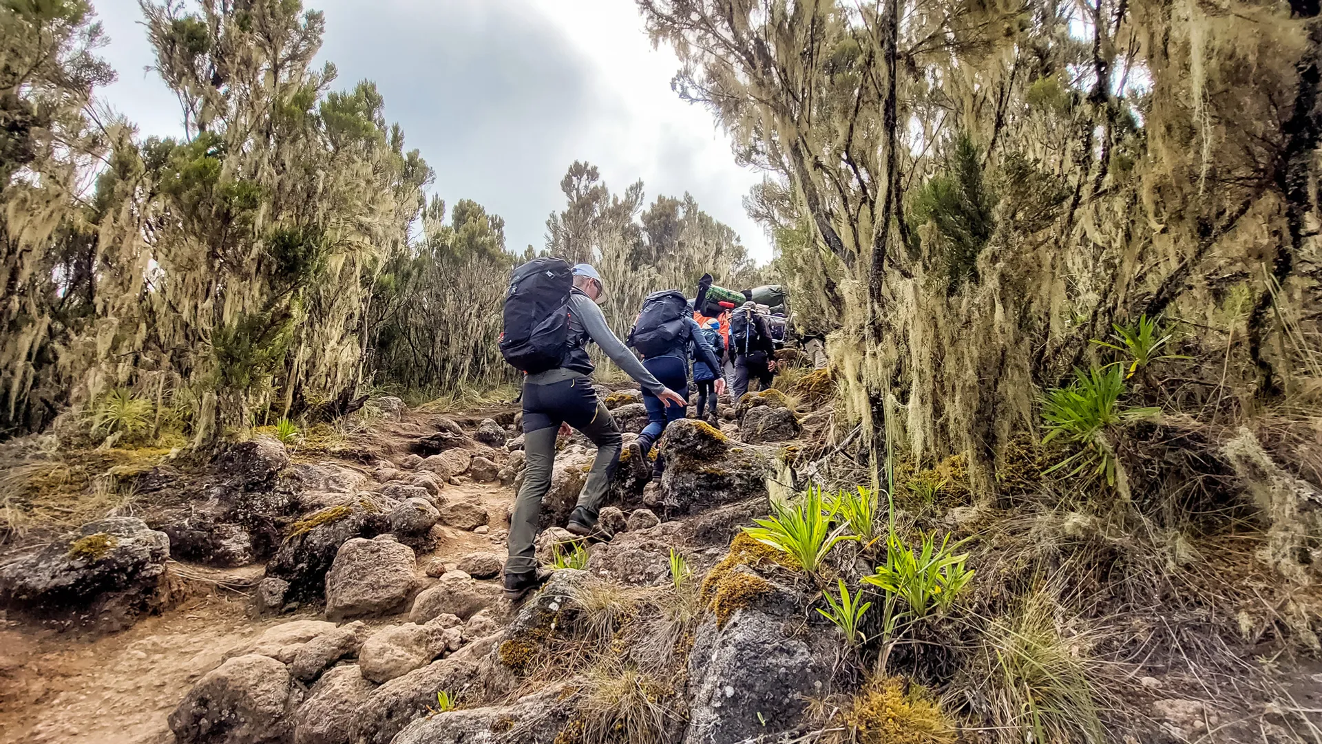 Megmásztam a Kilimandzsárót! – 2. nap: Machame tábor (3030 m) – Shira tábor (3850 m)