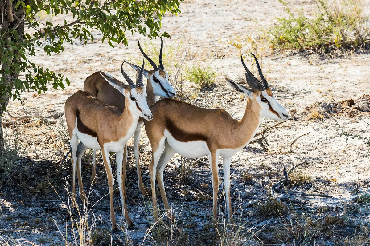 Etosha Nemzeti Park