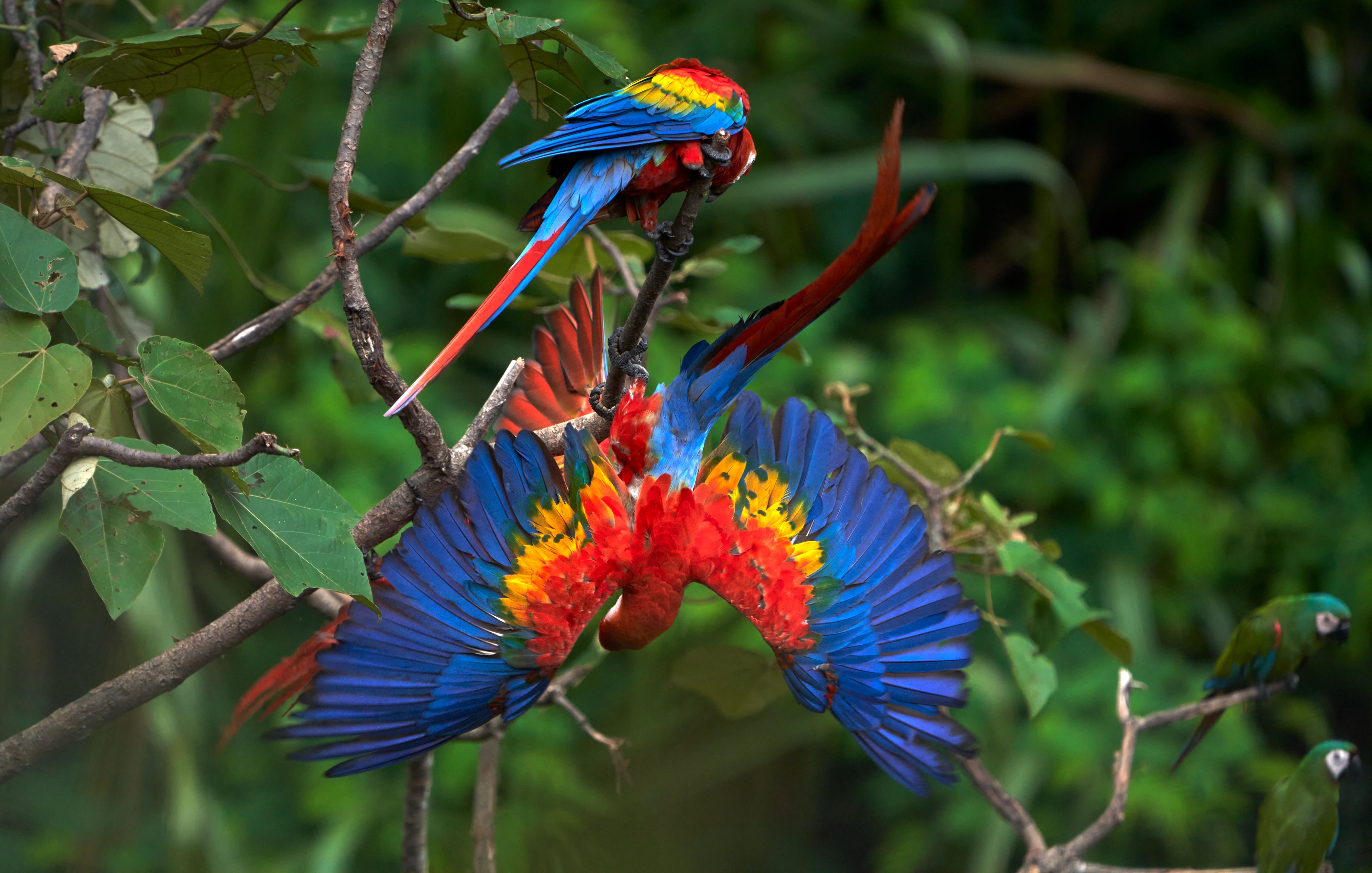 Peru – Amazóniai kalandtúra