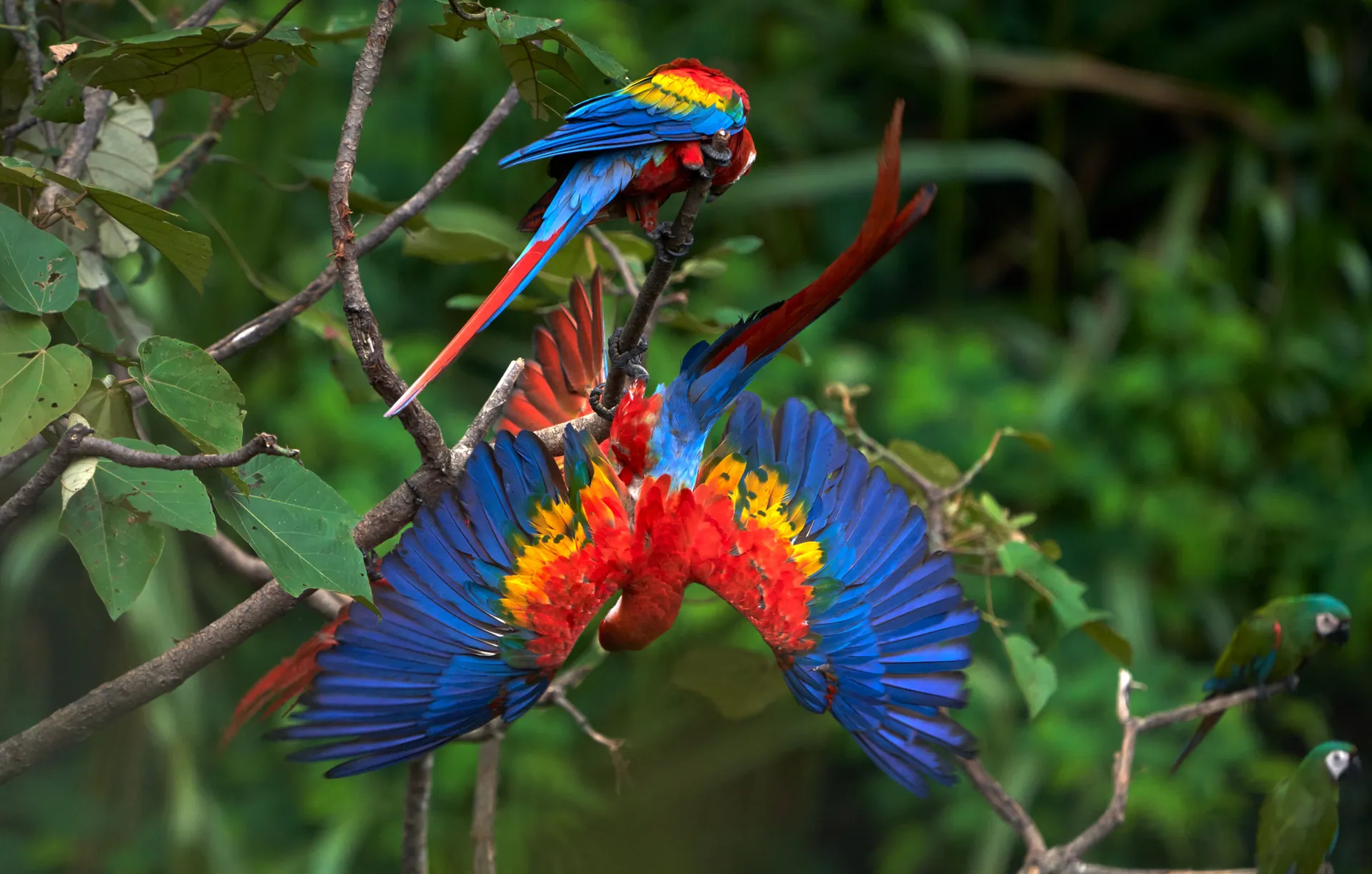 Amazóniai kalandtúra – Peru