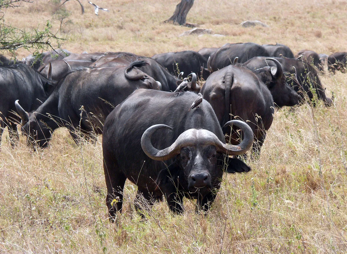 Johannesburg – Kruger Nemzeti Park – vadles