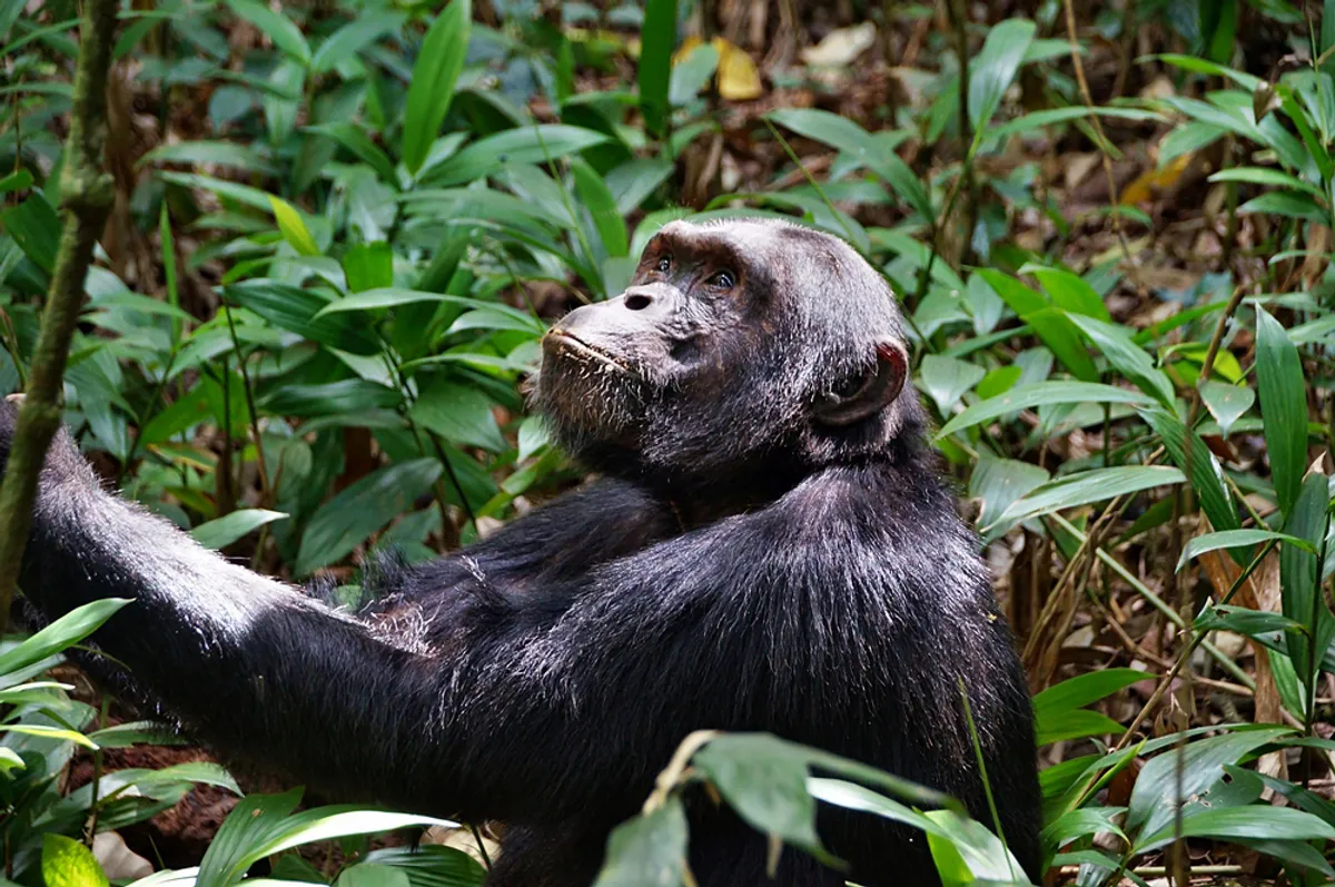 Murchison Nemzeti Park – teaültetvény – Kibale Nemzeti Erdő