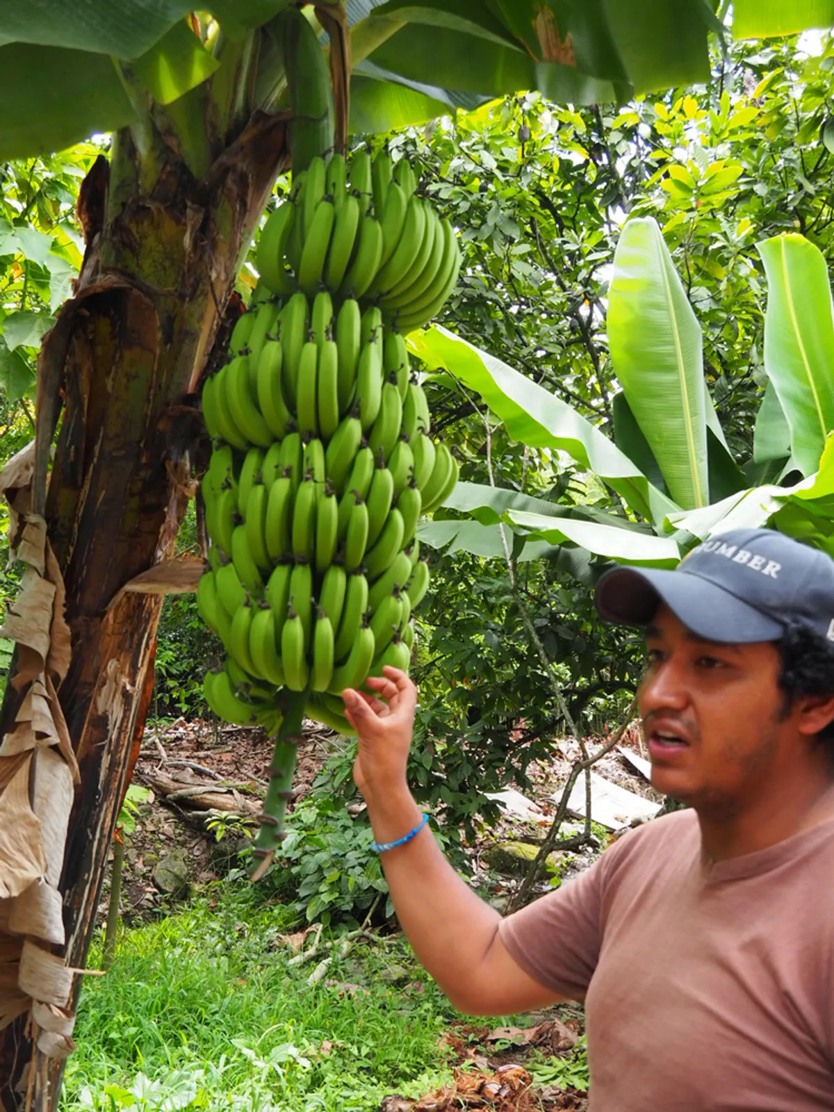 Ollantaytambo – magaslati esőerő – El Mangal kávé- és gyümölcsfarm