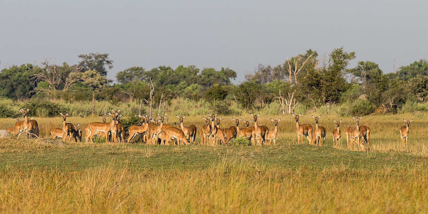 Namíbia, Botswana, Zimbawe, Zambia egyéni utazás