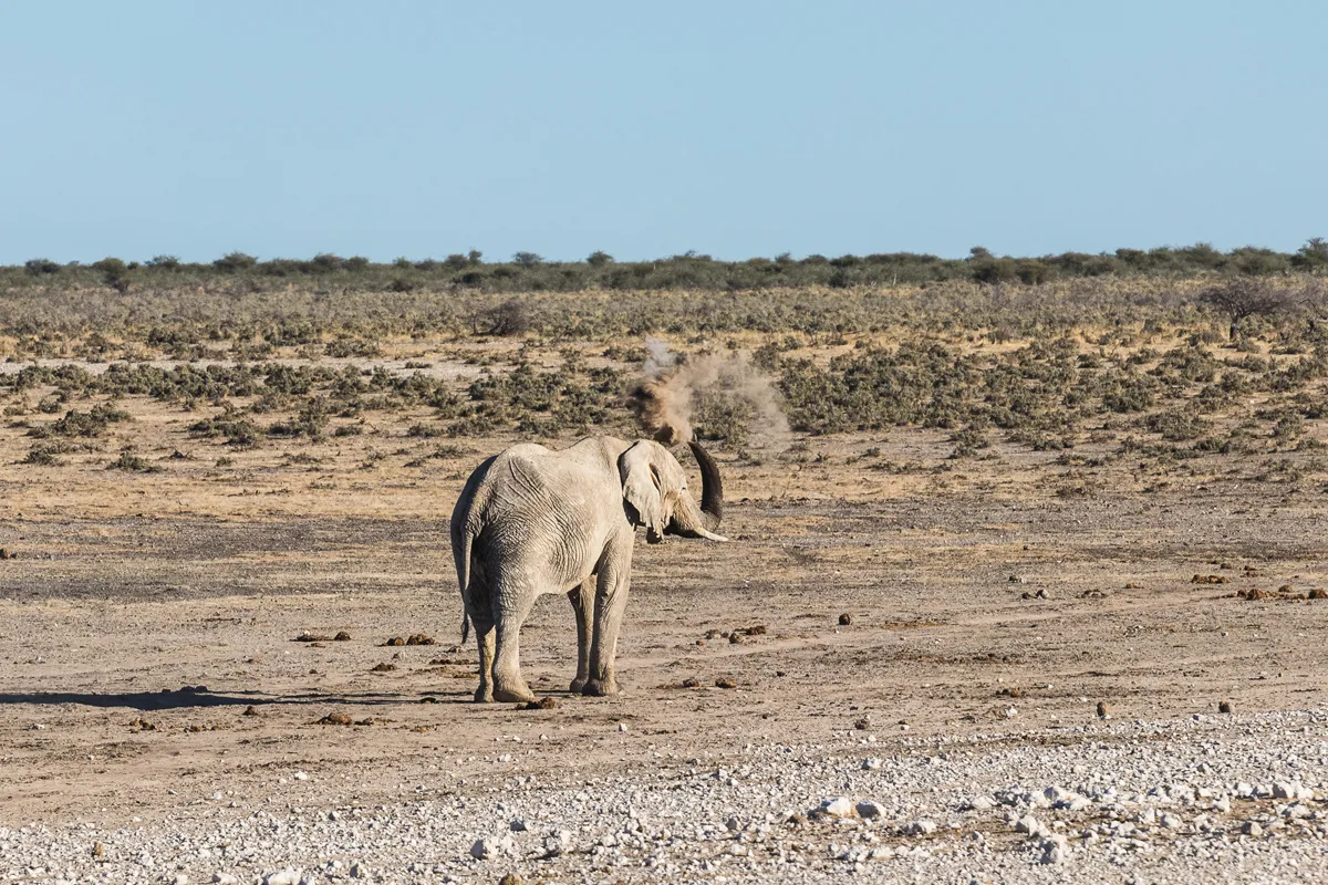  Maun – Elephant Sands – vadles