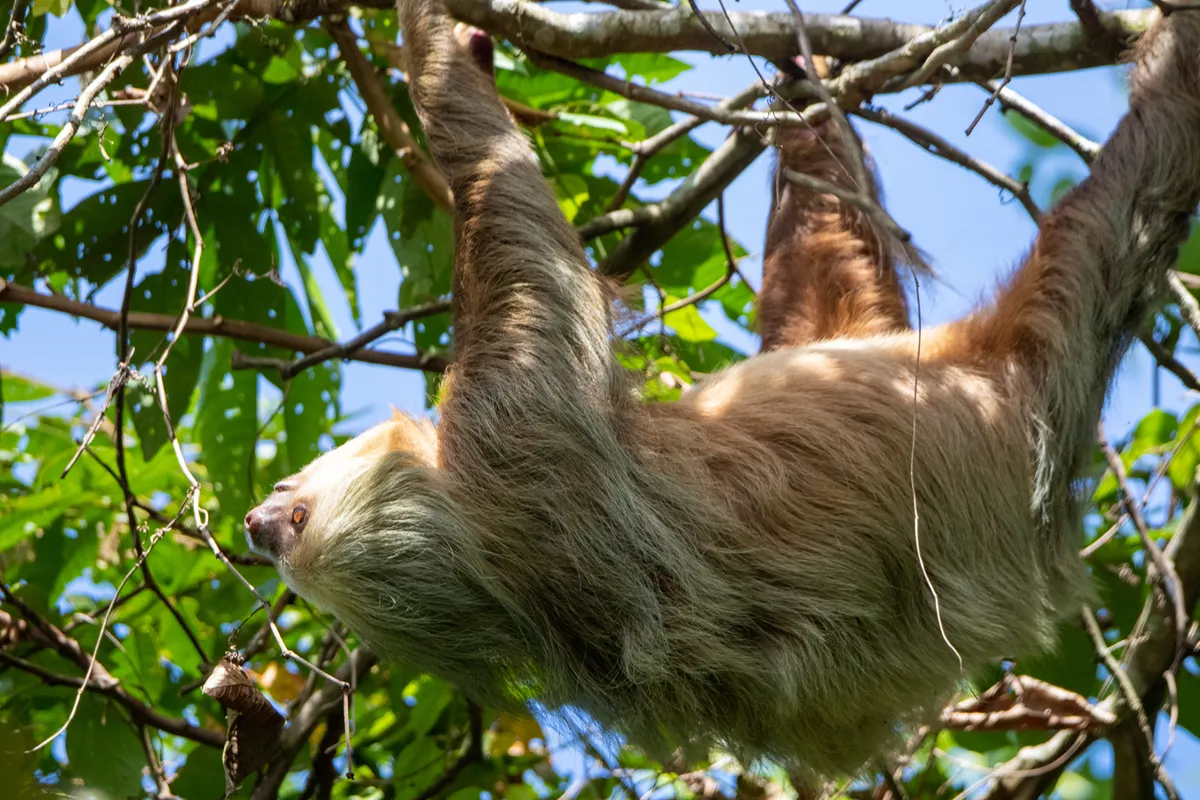Panama – Costa Rica: San José