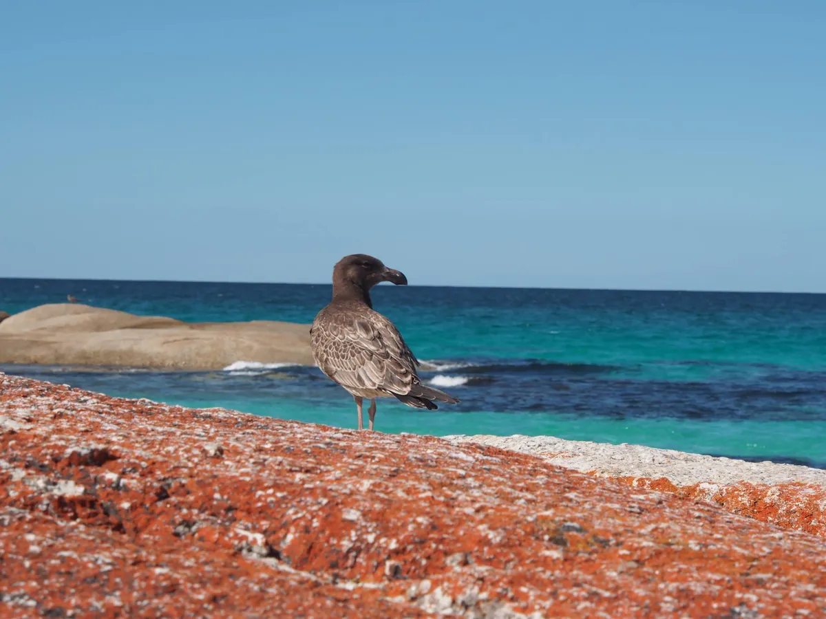 Triabbuna – Maria-sziget Nemzeti Park – Triabbuna – Hobart