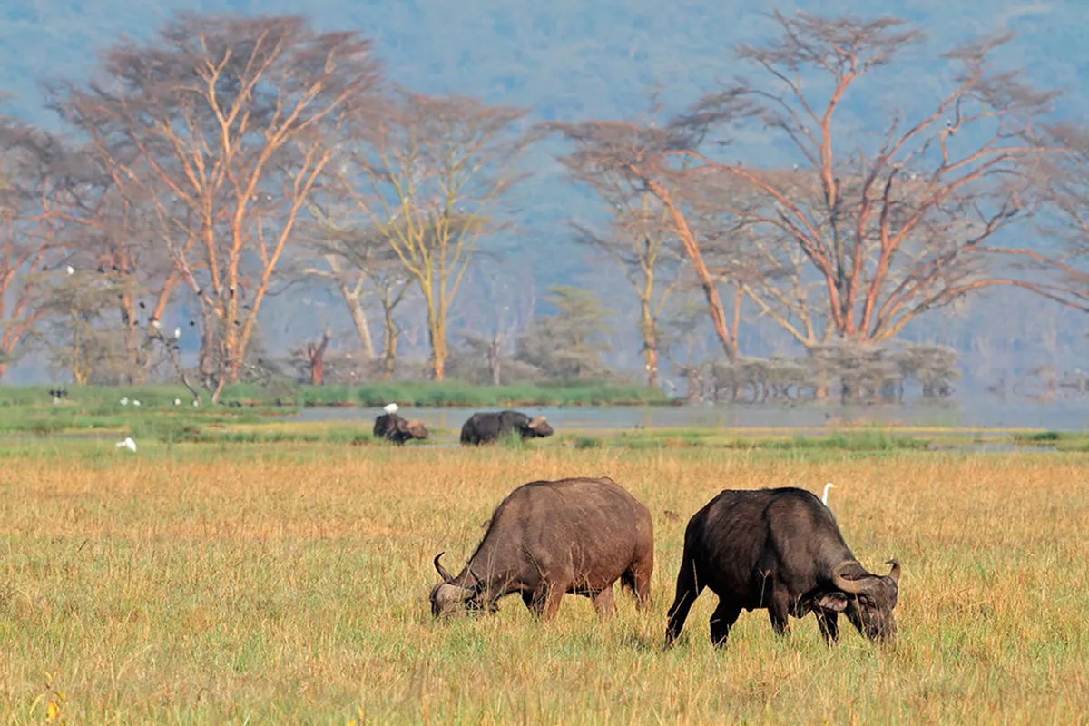 Kibale Nemzeti Erdő – Queen Elizabeth Nemzeti Park