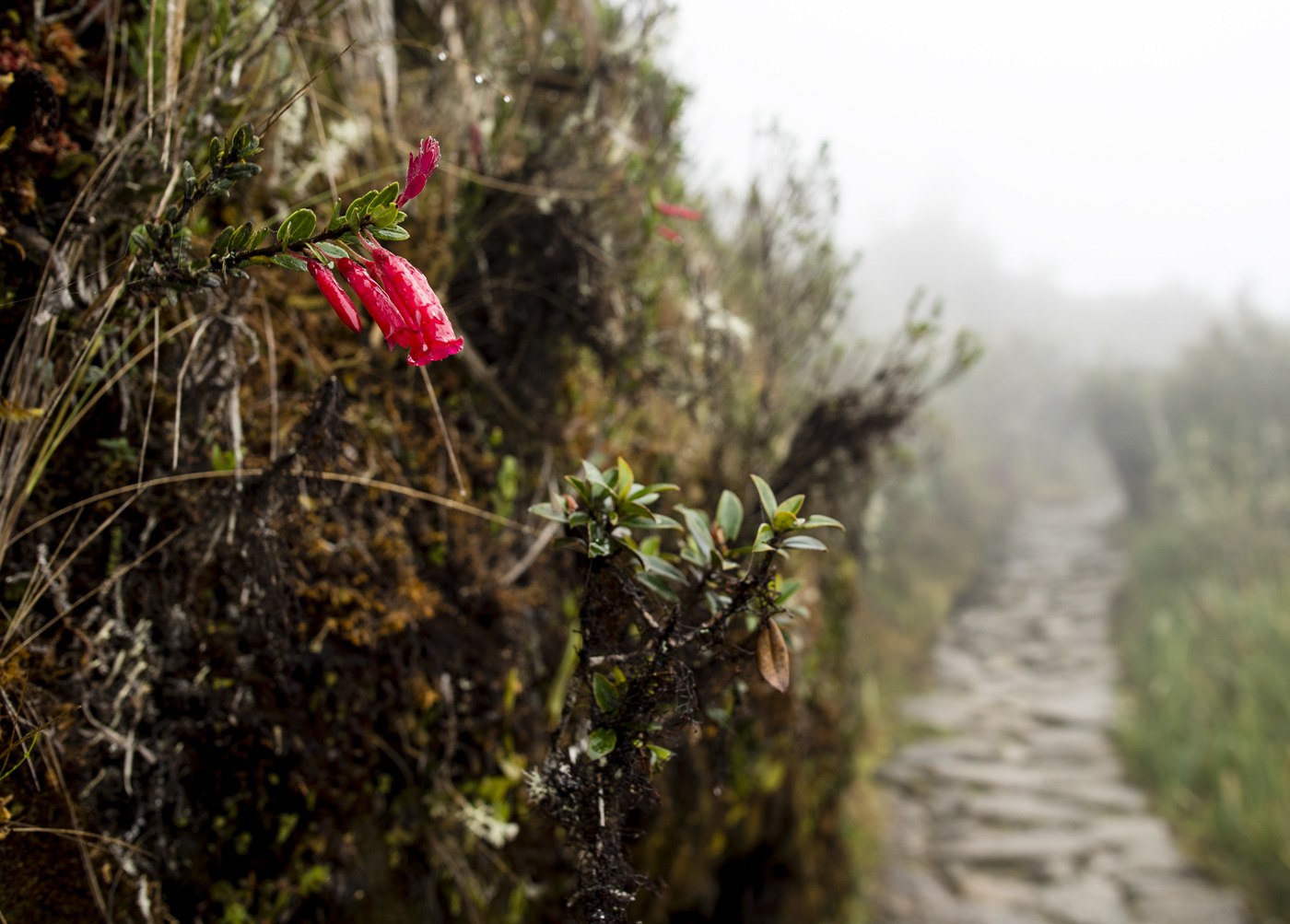 Inka Ösvény – Vörös Tamás  fotói ®
