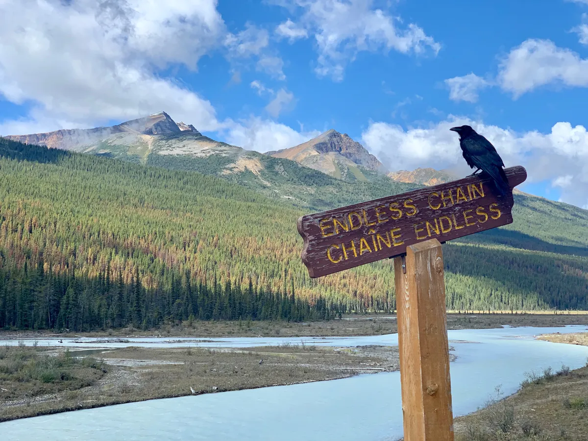 Calgary – Hazautazás
