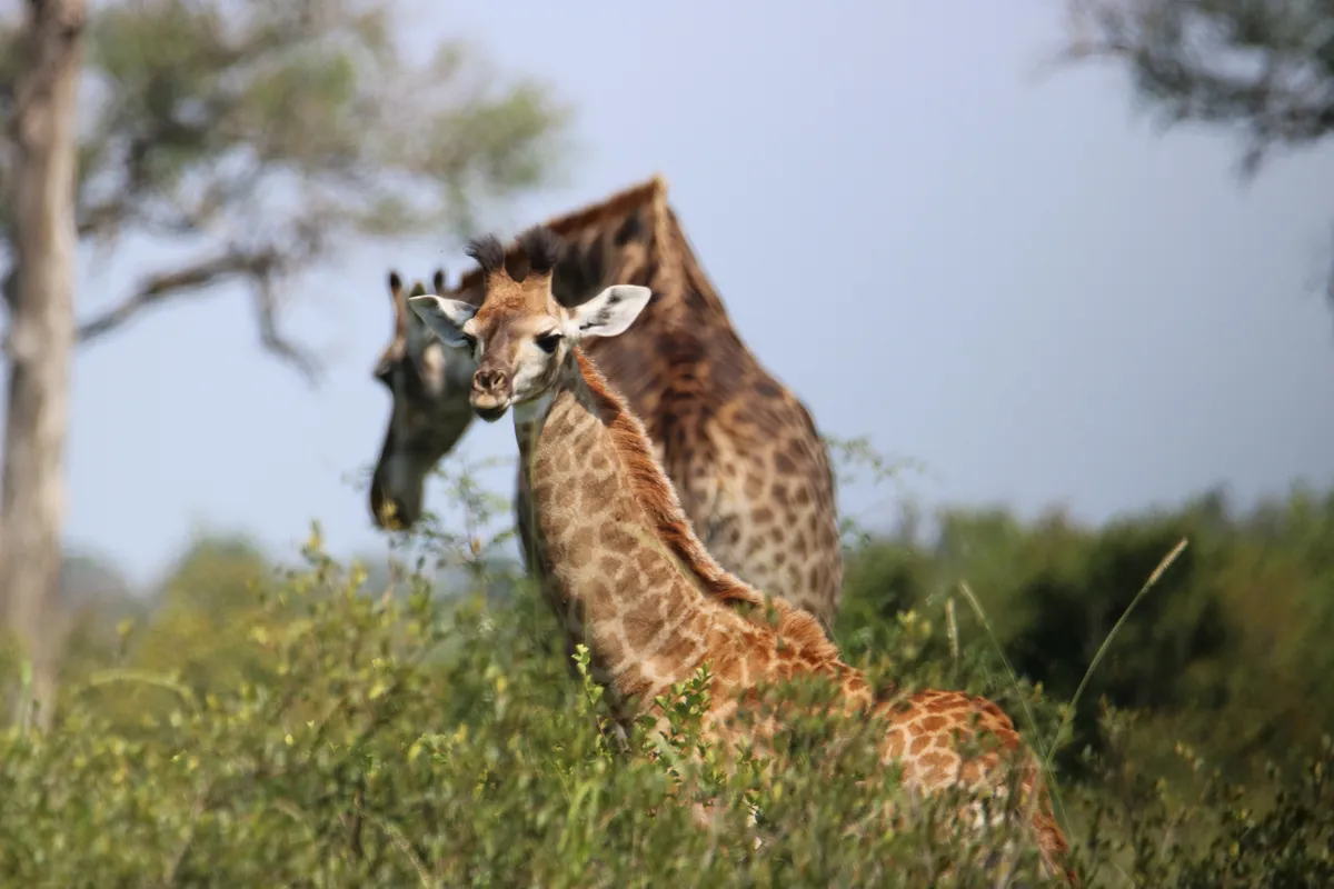 Mlilwane Vadvédelmi Rezervátum – Kruger Nemzeti Park