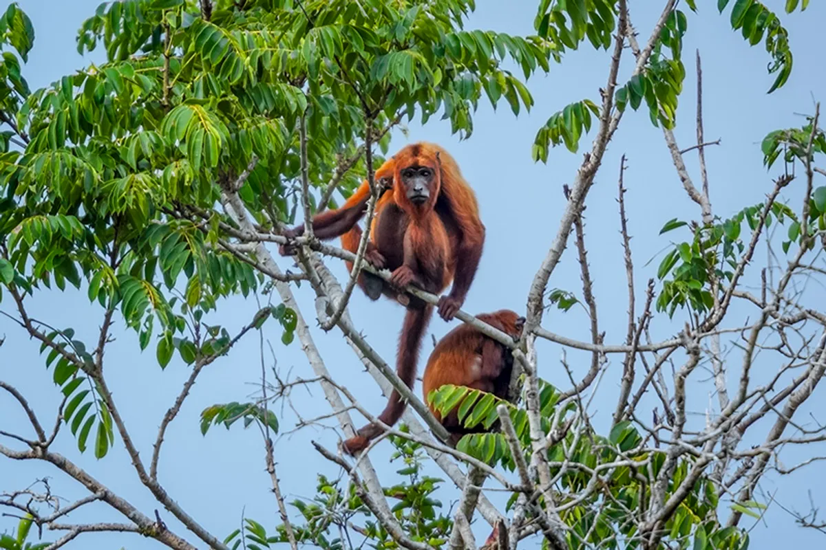 Guyana: Georgetown –  Iwokrama-erdő Természetvédelmi Terület
